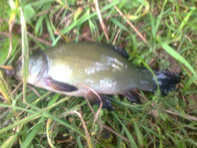 Tench