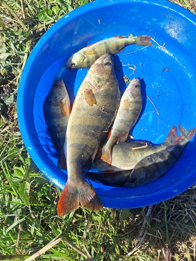 Eurasian perch