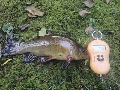 Tench