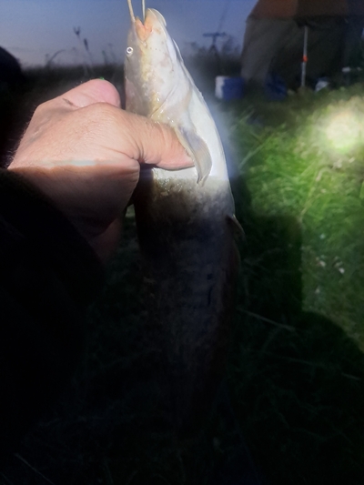 Wels catfish