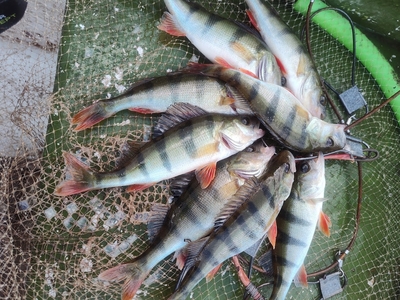 Eurasian perch