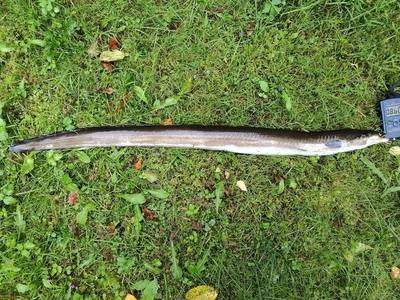 European eel