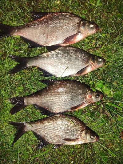Carp bream