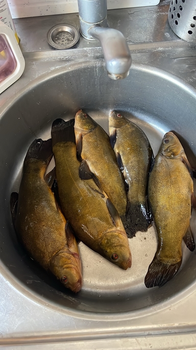 Tench