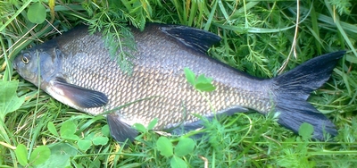 Carp bream