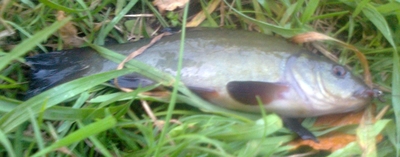 Tench