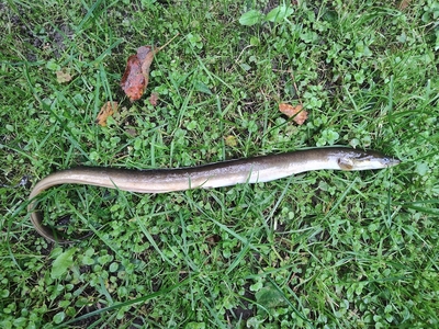 European eel