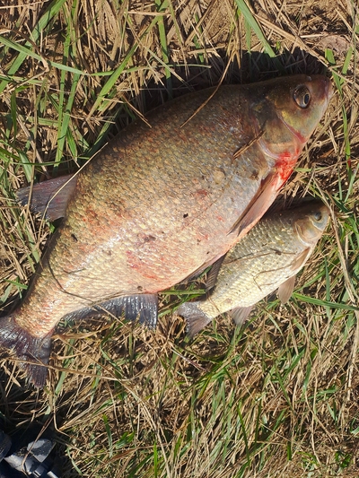 Carp bream