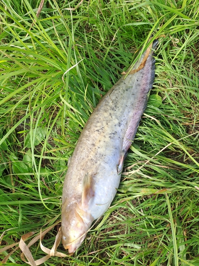 Wels catfish
