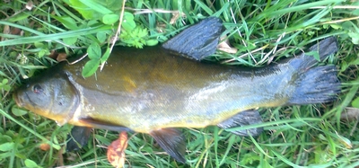 Tench