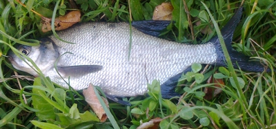 Carp bream