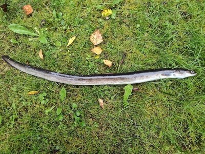 European eel