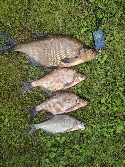 Carp bream