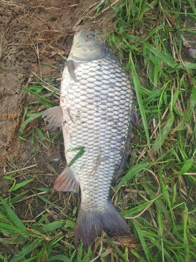 Carp