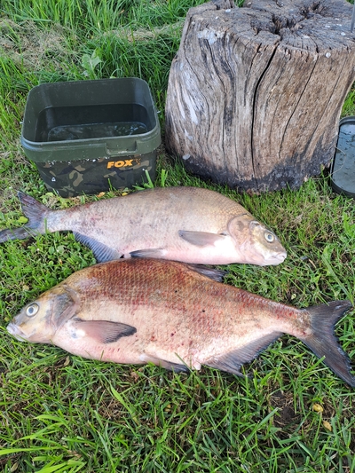 Carp bream