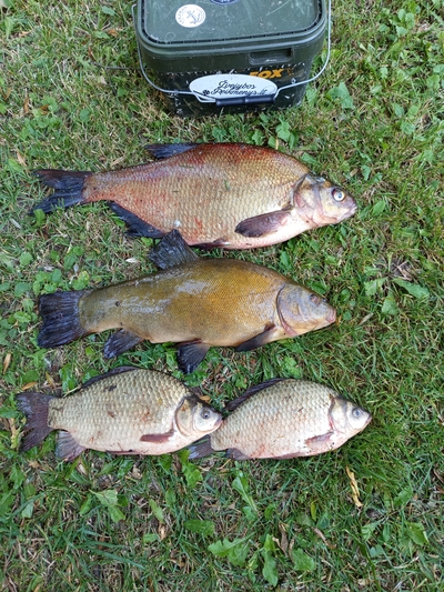 Tench