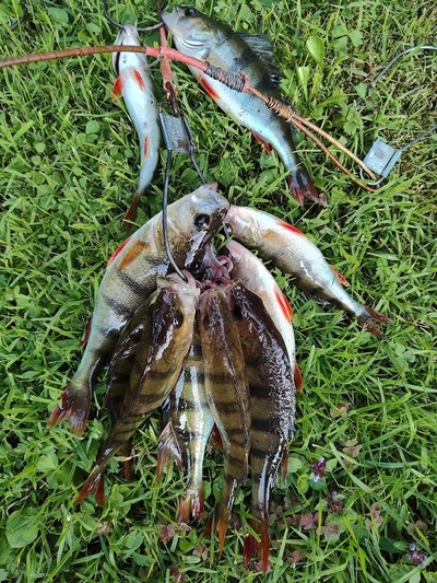 Eurasian perch