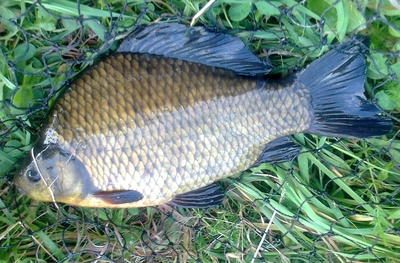 Crucian carp