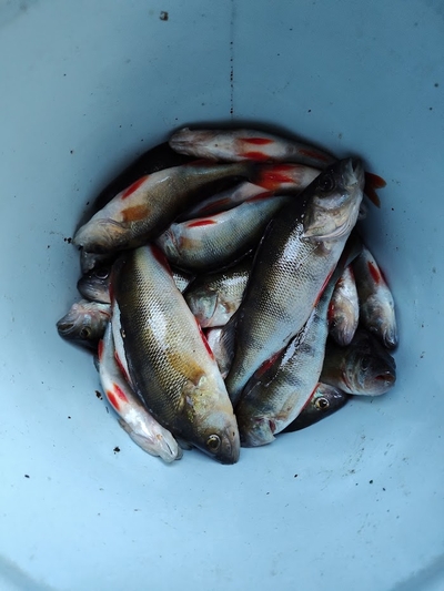 Eurasian perch