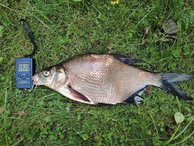 Carp bream
