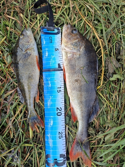 Eurasian perch