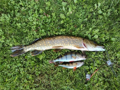 Northern Pike