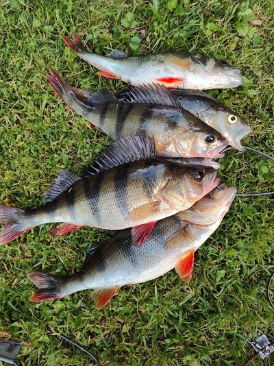 Eurasian perch