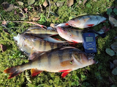 Eurasian perch