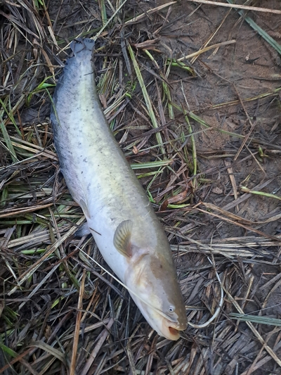Wels catfish