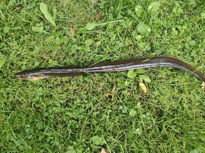 European eel
