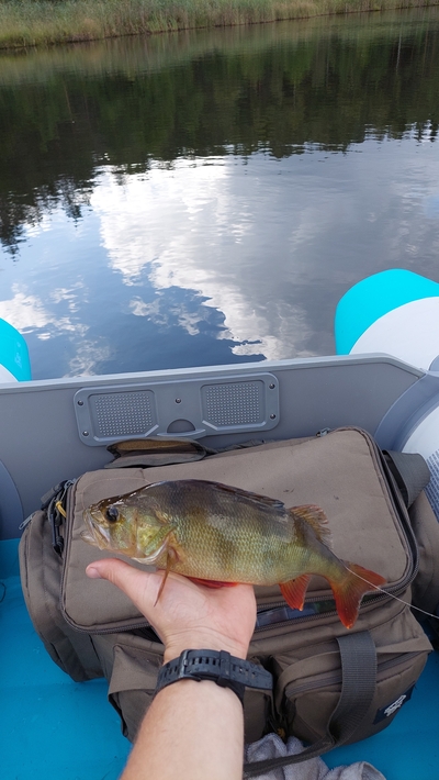 Eurasian perch
