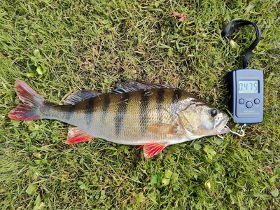 Eurasian perch