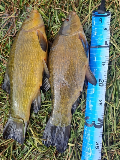Tench