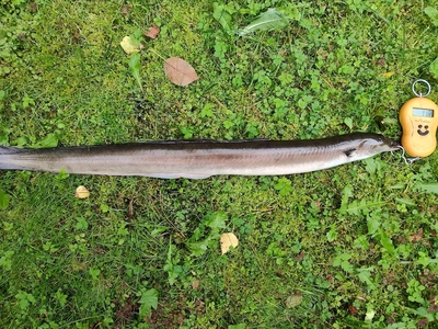 European eel
