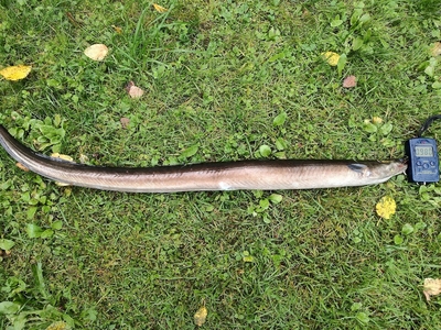 European eel