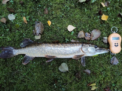Northern Pike