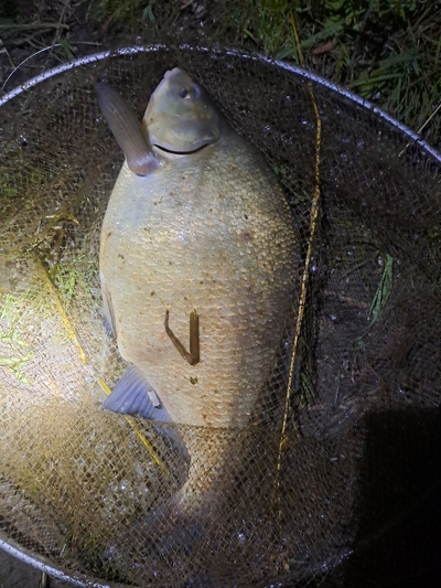 Carp bream
