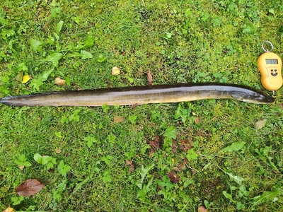 European eel