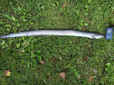 European eel