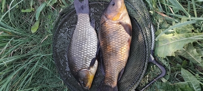 Prussian carp