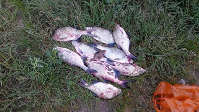 Carp bream