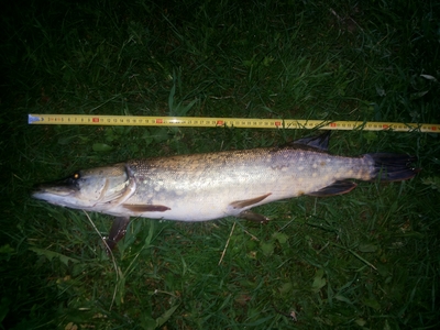 Northern Pike