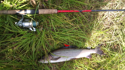 Grayling