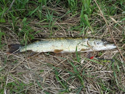 Northern Pike