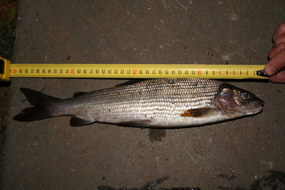 Grayling