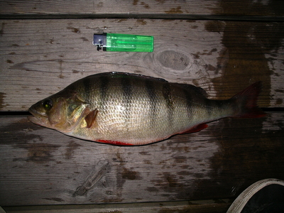Eurasian perch