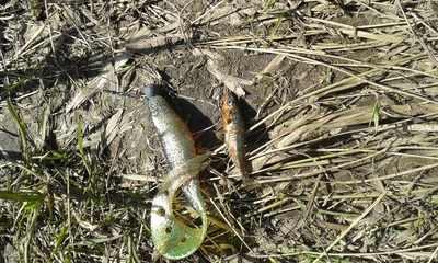 Three-spined stickleback