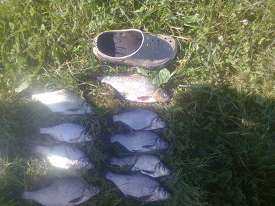 Carp bream