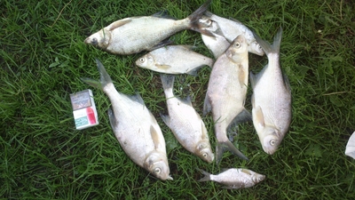 Carp bream