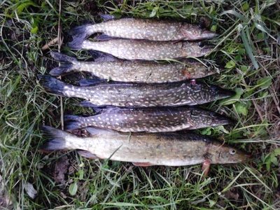 Northern Pike